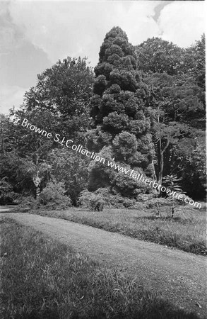 FOTA HOUSE  UNIQUE TREE